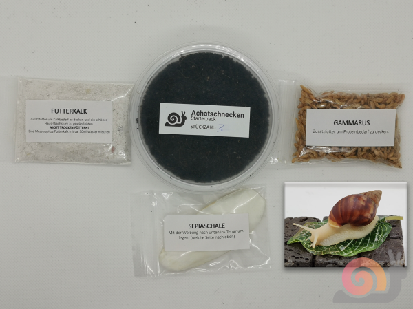 Lissachatina Fulica White Jade Starterpack